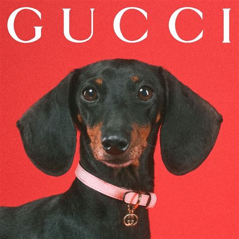 gucci pet met cat|Gucci cat eye.